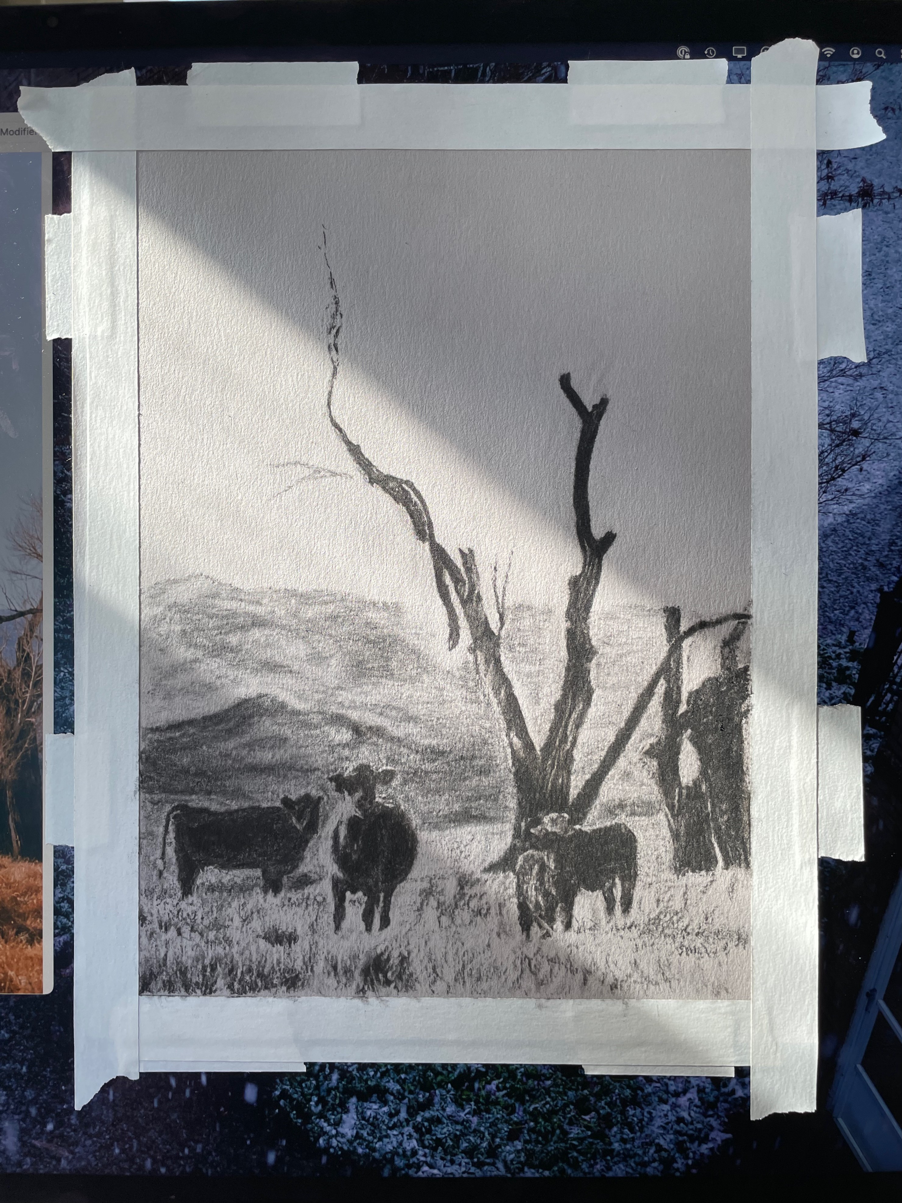 charcoal drawing of dark cows in a field, with a dead tree and  rolling hills leading to mountains behind