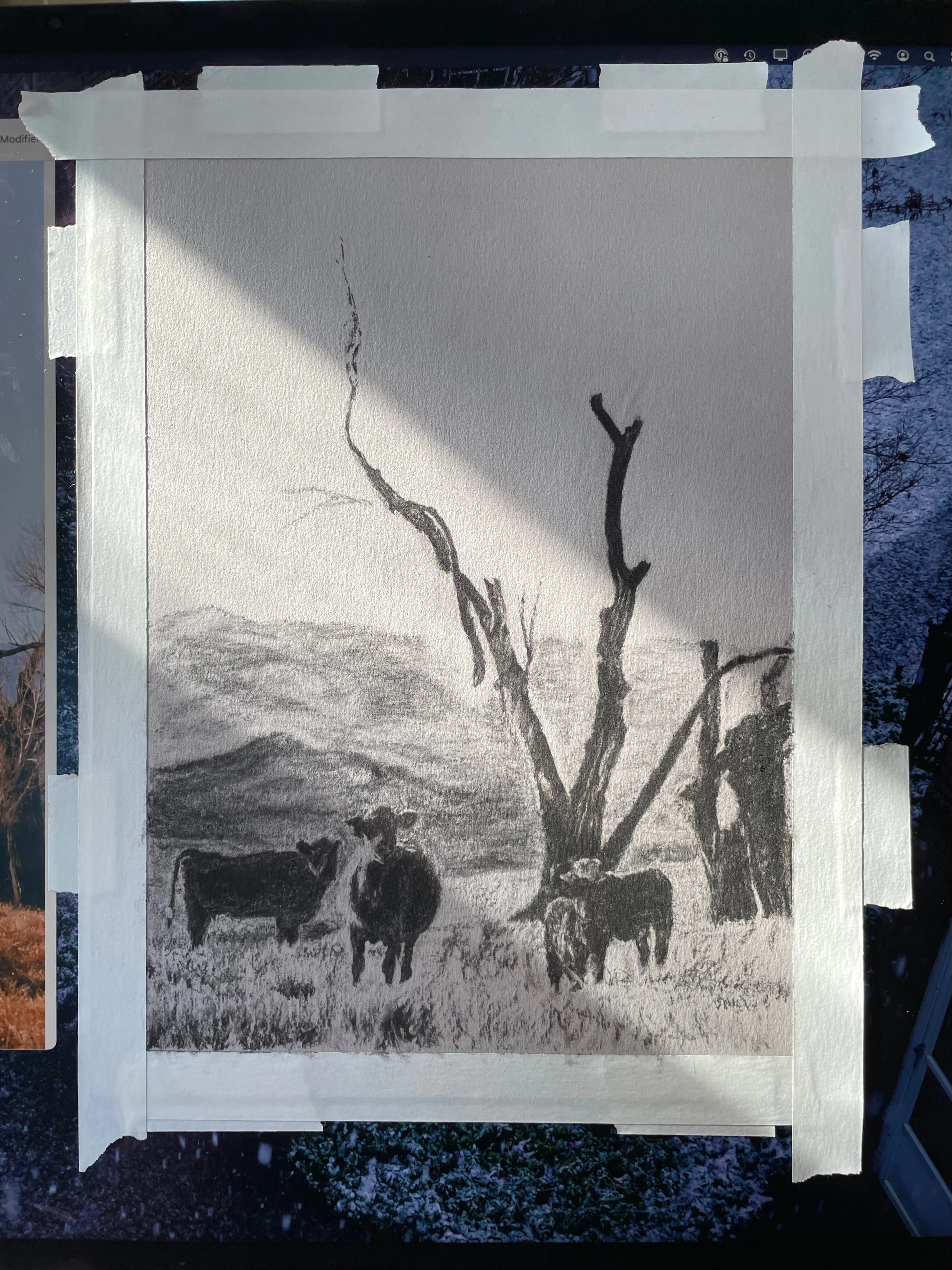 charcoal drawing of dark cows in a field, with a dead tree and  rolling hills leading to mountains behind