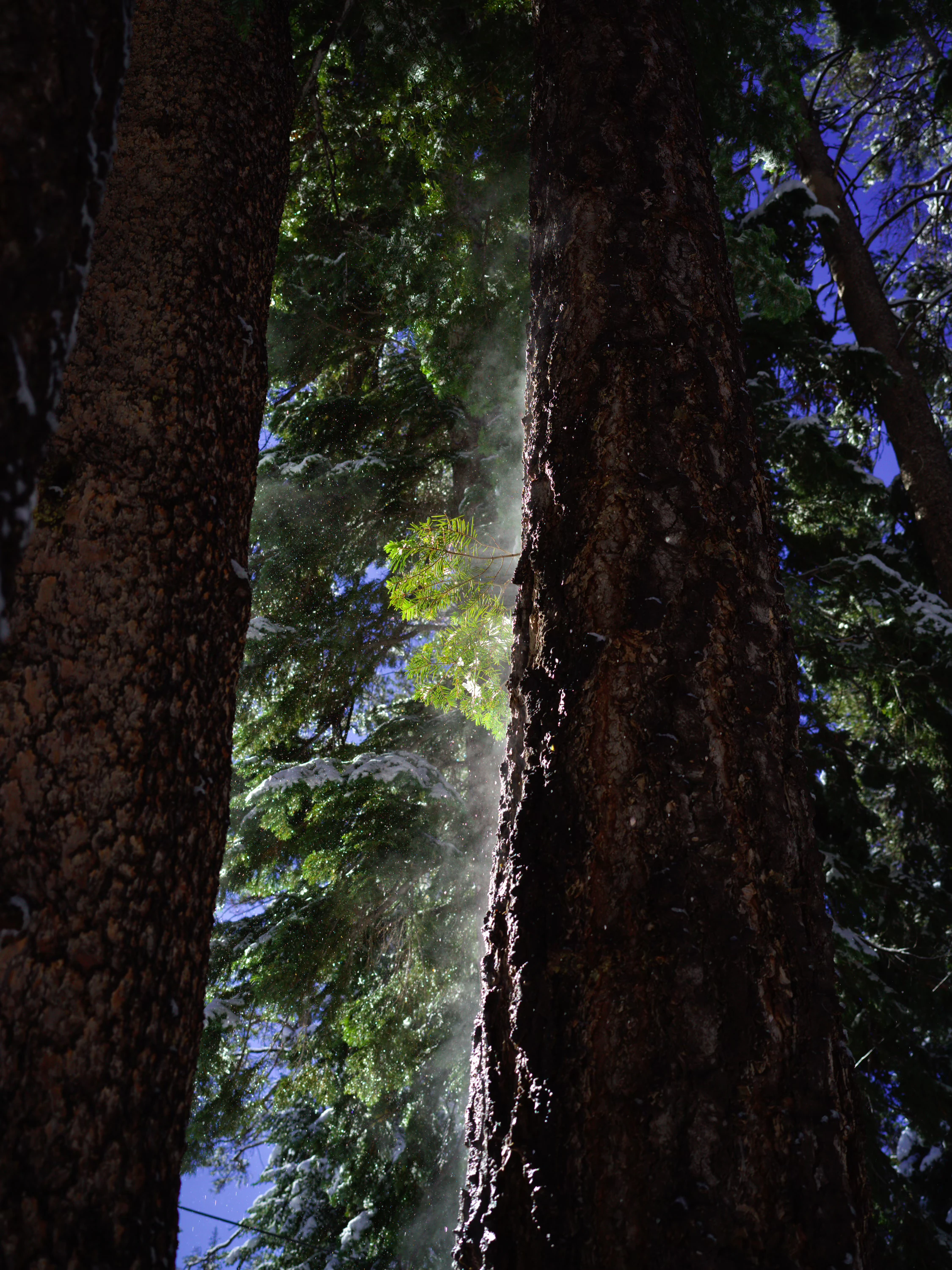 photograph of a sturdy pine tree trunk, with steam rising from the left sunlit side, and speckles of falling snow refracting the light