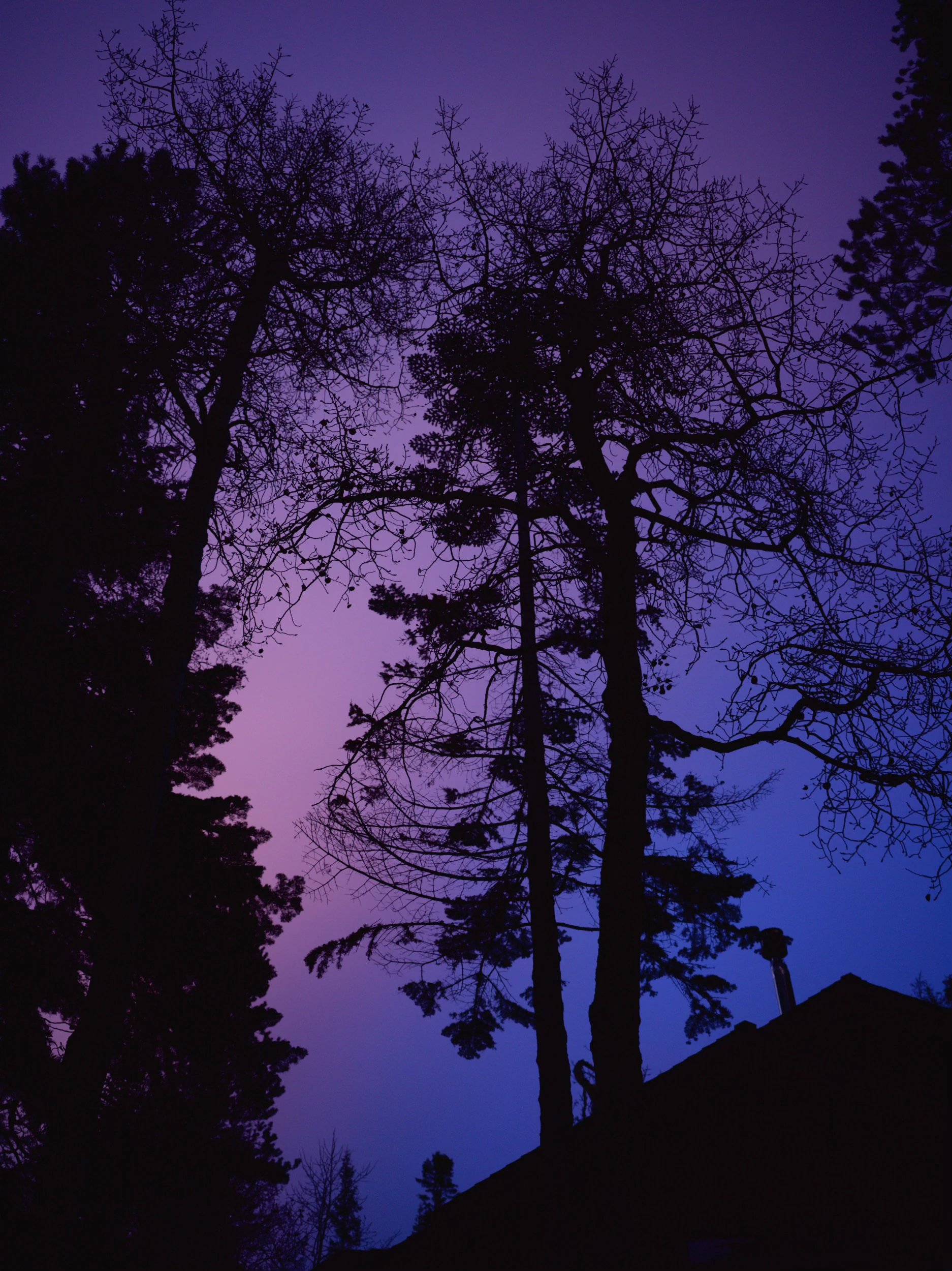 photograph of pine trees and a roof with a thin chimney silhouetted against a deep pink-to-violet gradient sky