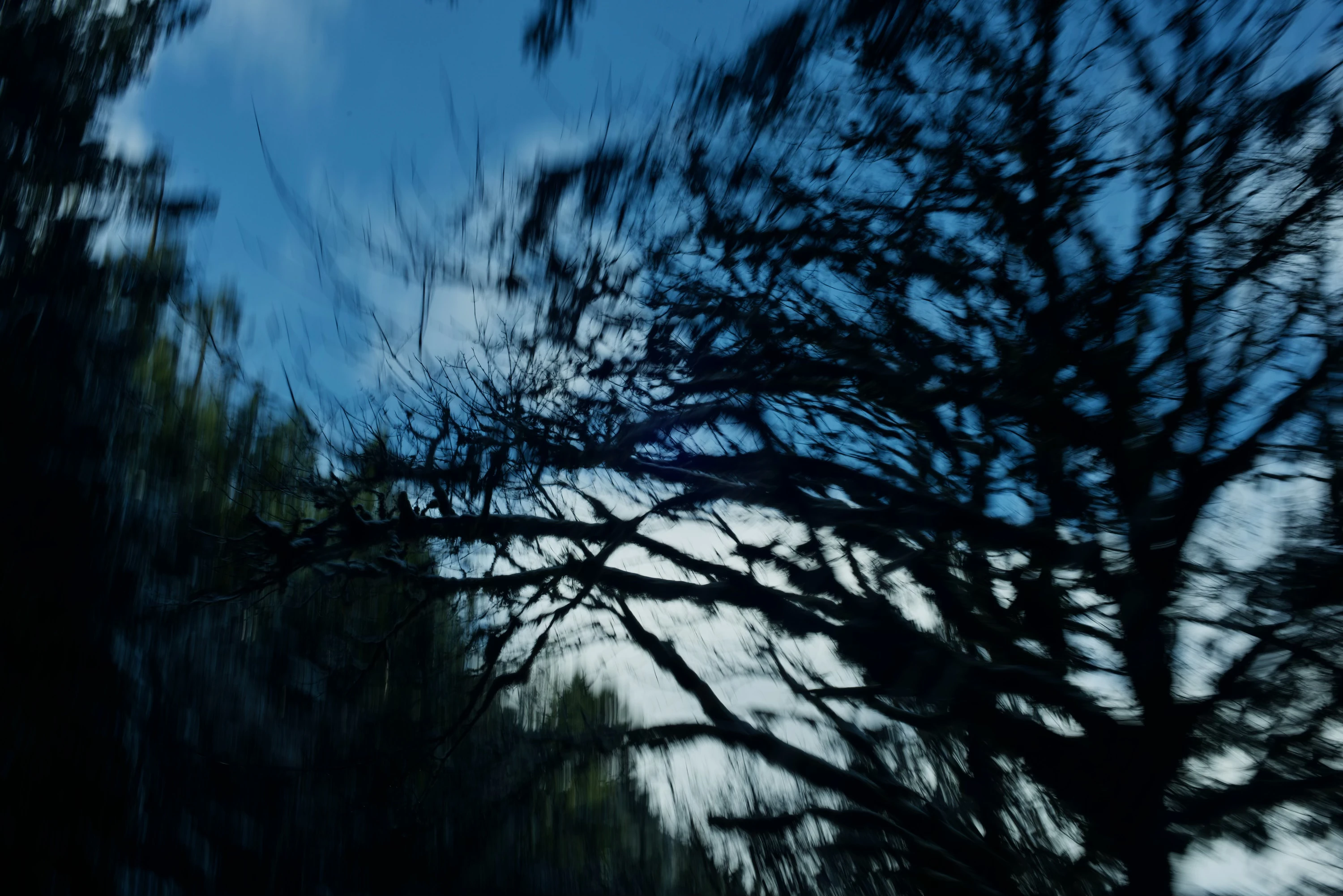 photograph of a barren tree partially blurred by motion, with thin branches that seem to move towards the viewer